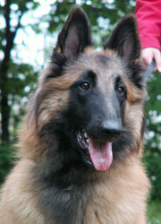 picture by kennel Bastdal