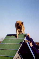 Linda and Djinga is training agility