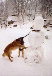 Djinga and mr. snowman