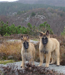 Chevy`s Oaktava and Chevy`s Nihndigo