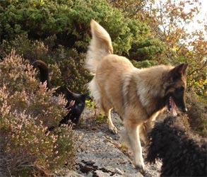 The cat, Tara and Zera