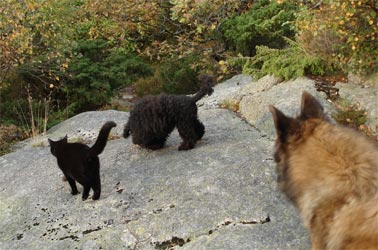 The Cat, : Silk, Zera, and Tara are looking...