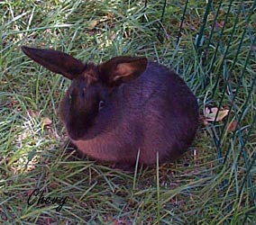 Tina`s rabbit